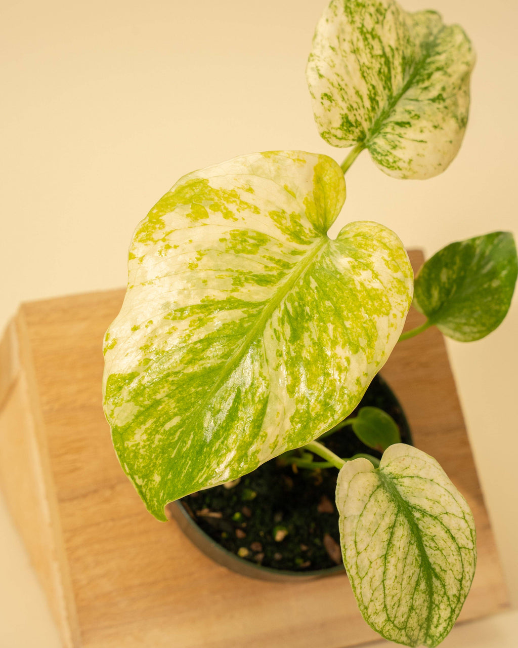 4" Monstera 'Mint'