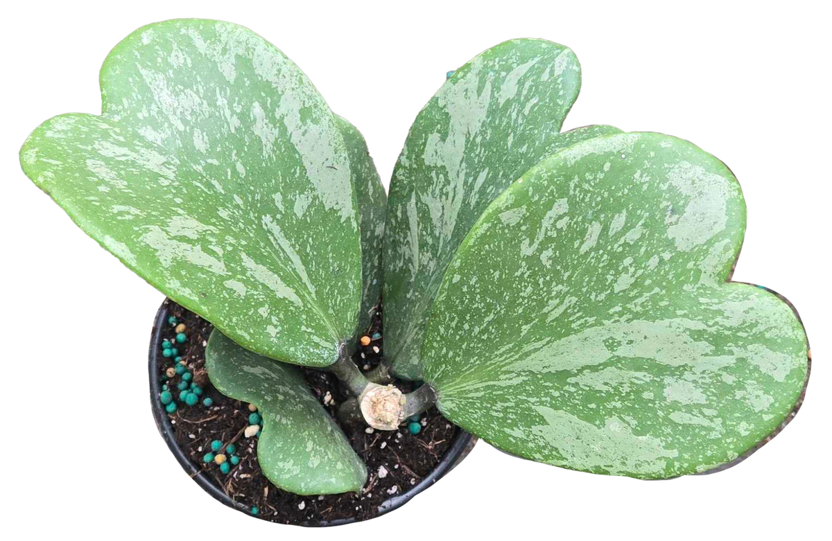 Hoya Kerri Heart Splash 4in Grower Pot