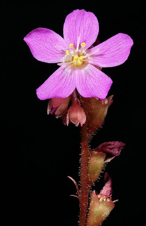 Drosera Capensis x Spatulata (Cape Sundew) 3" starter