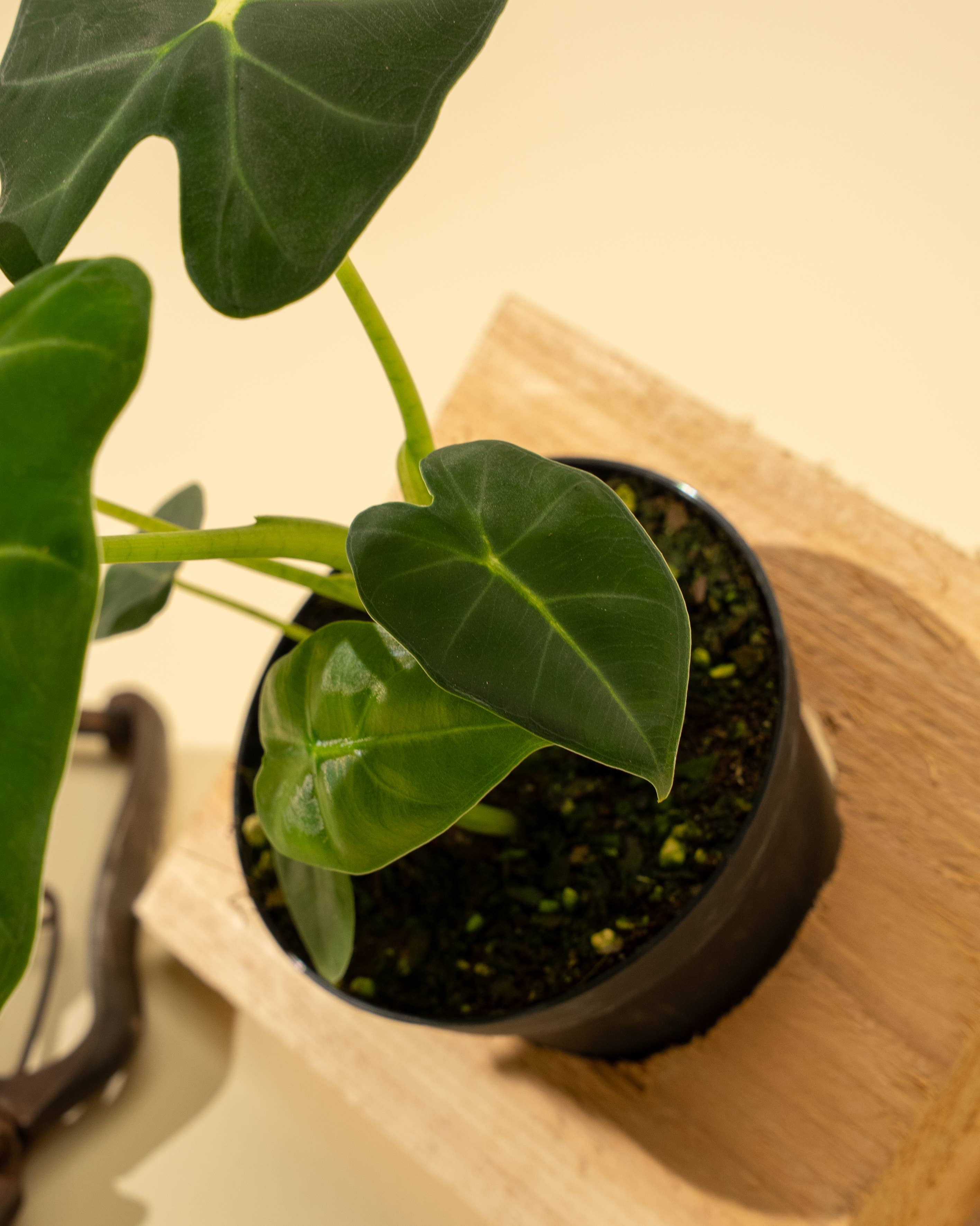 4" Alocasia 'Frydek'