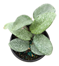 Hoya Nova Ghost 4 inch Grower Pot