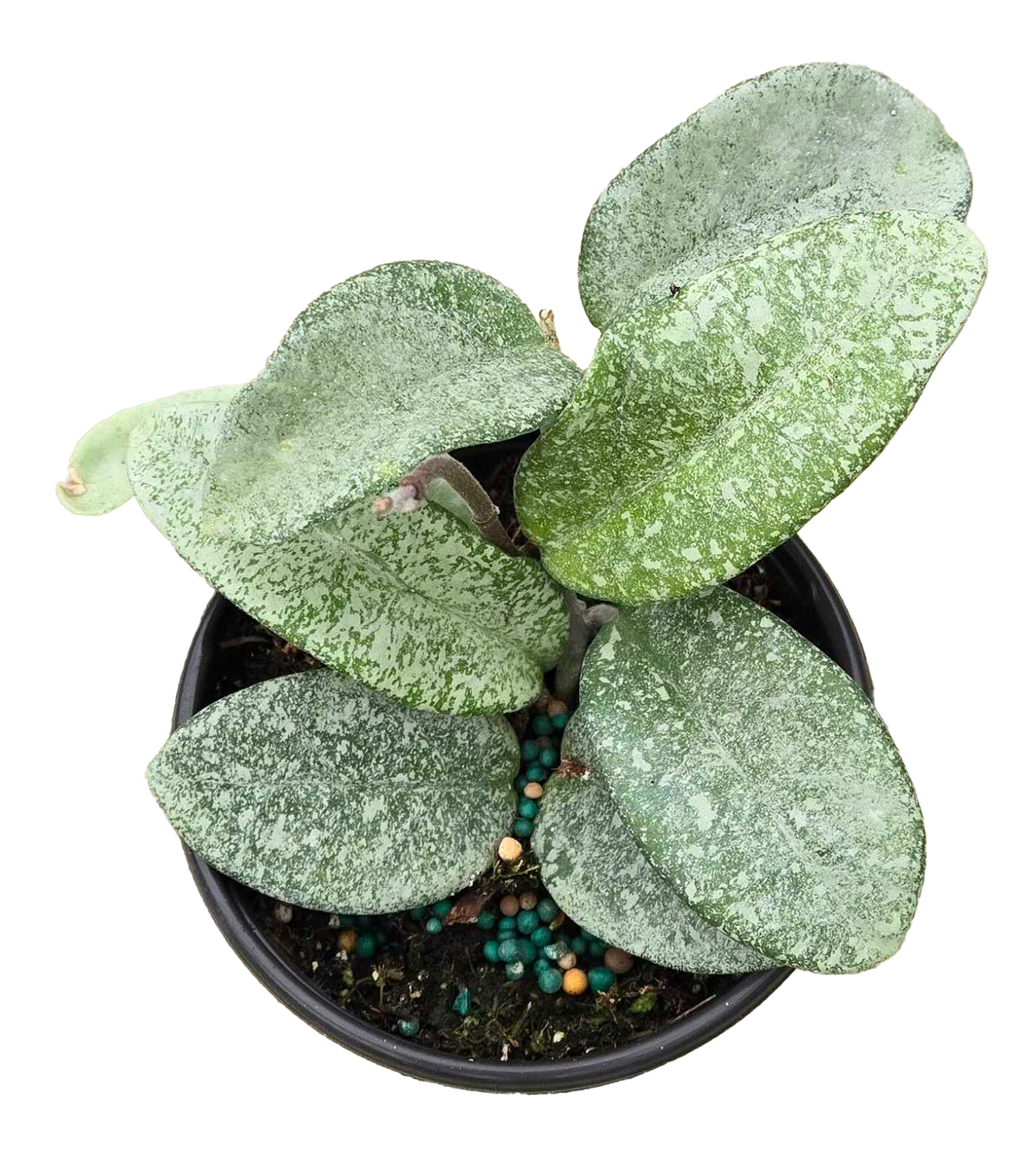 Hoya Nova Ghost 4 inch Grower Pot