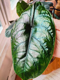 Alocasia Green Unicorn 3" starter