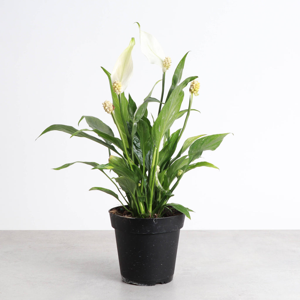Variegated Peace Lily 'Domino' -4" Pot