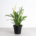 Variegated Peace Lily 'Domino' -4" Pot