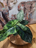 Alocasia Green Dragon Scale Mint 4"