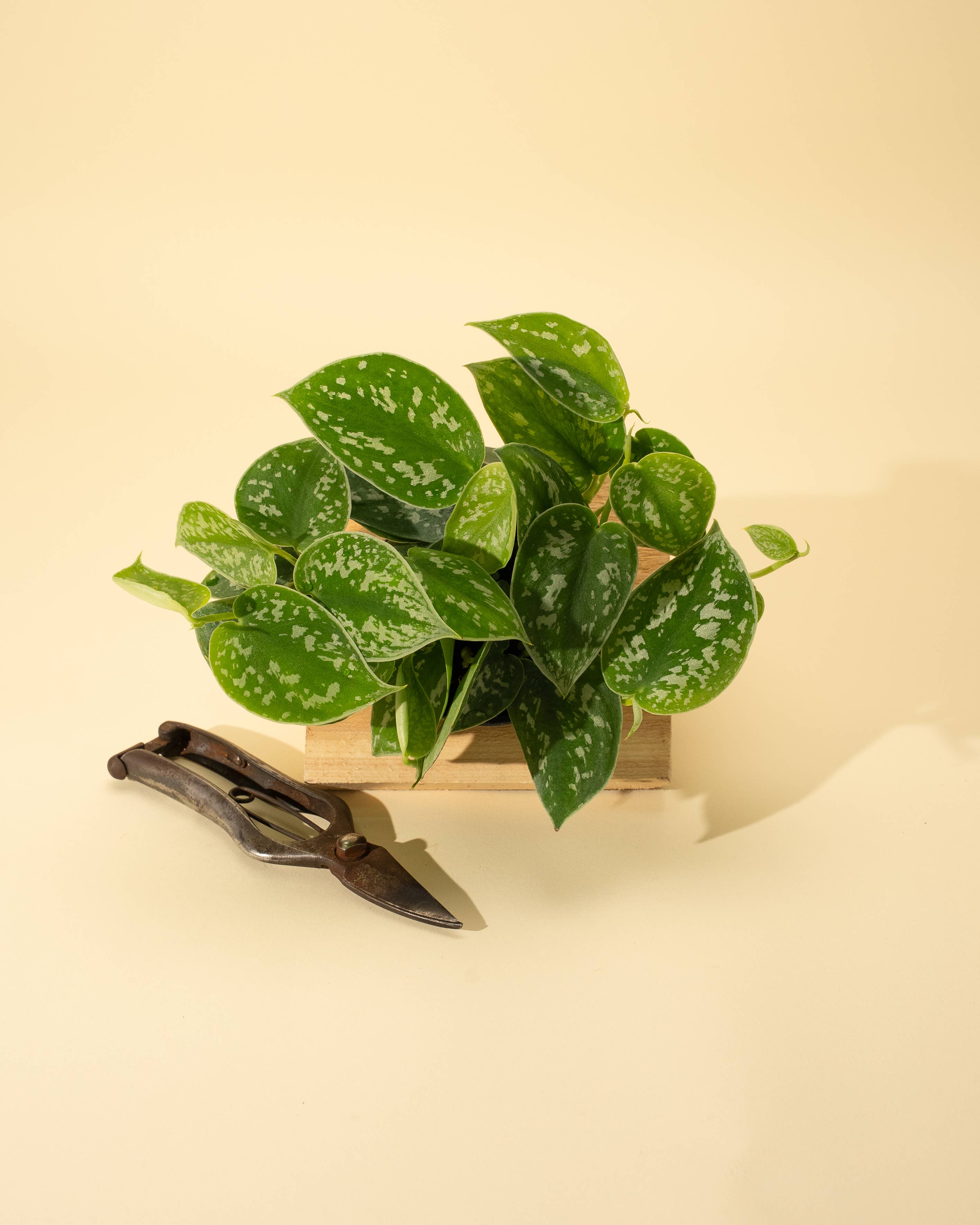 4" Scindapsus 'Silvery Ann'
