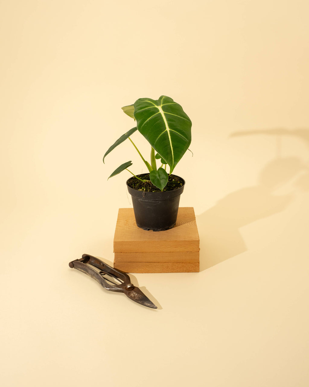 4" Alocasia 'Frydek'