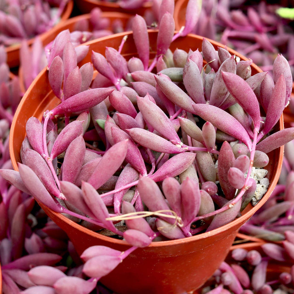 Othonna capensis 'Ruby Necklace' [large]