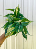 6" Philodendron Silver Stripe