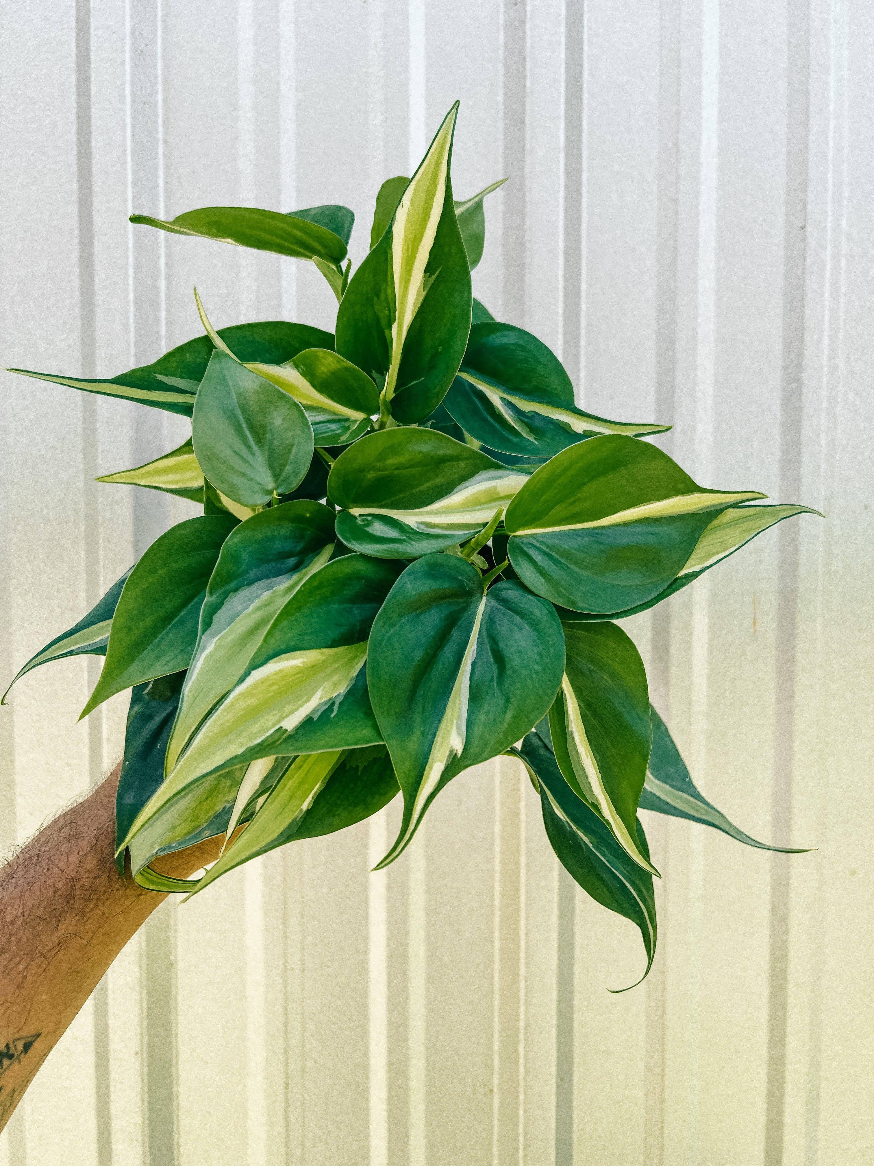 6" Philodendron Silver Stripe