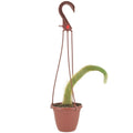 Monkey Tail Cactus 4 inch Plastic Hanging Basket