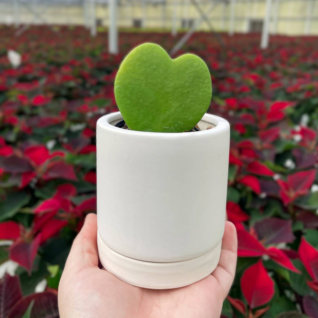 Hoya Kerrii - Sweetheart Plant - 2"