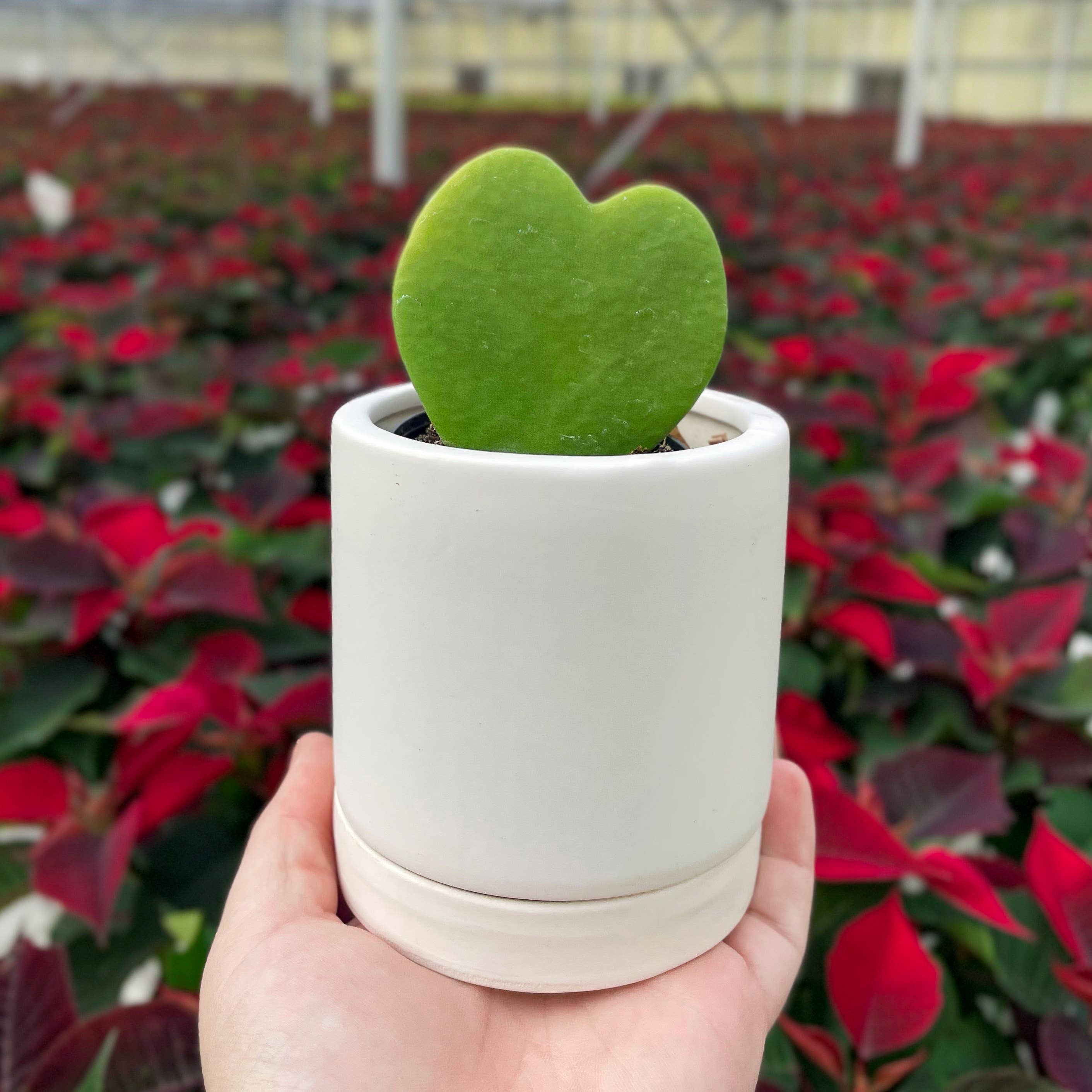 Hoya Kerrii - Sweetheart Plant - 2"