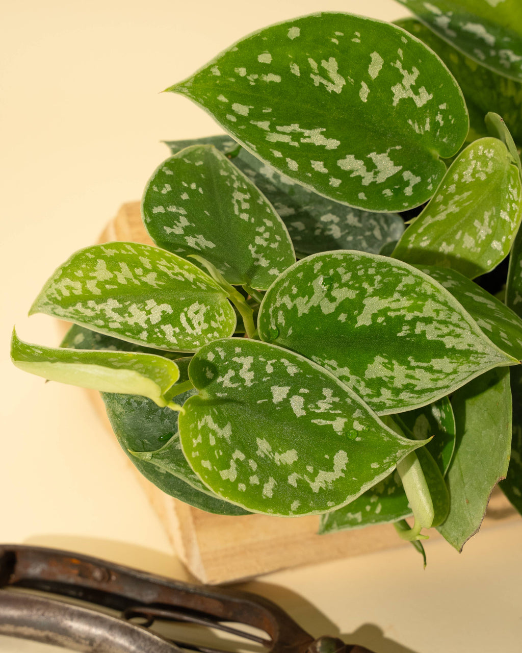 4" Scindapsus 'Silvery Ann'