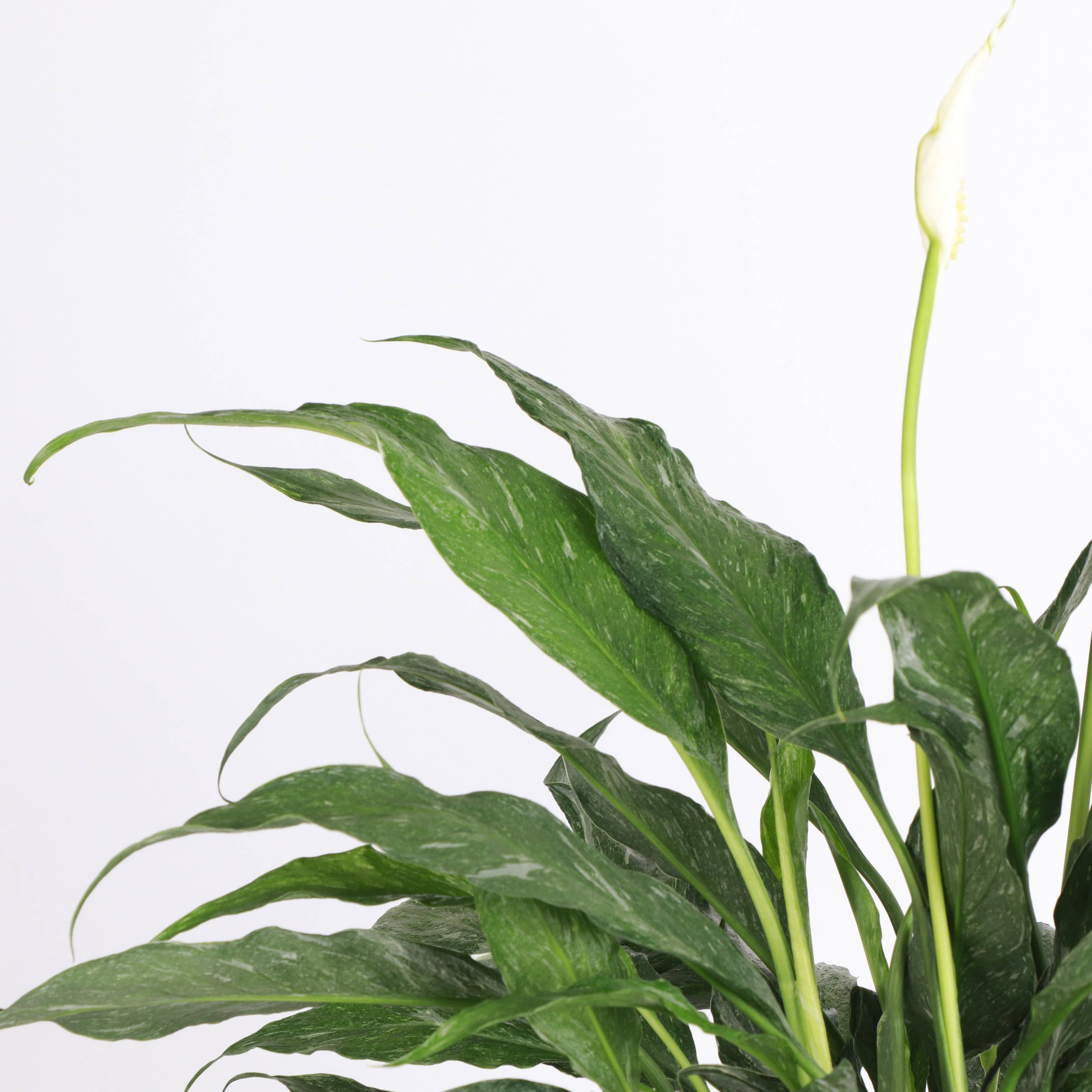 Variegated Peace Lily 'Domino' -4" Pot