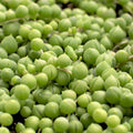 3in String of Pearls