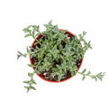 String of Dolphins | 4 inch | Senecio peregrinus: 4 inch