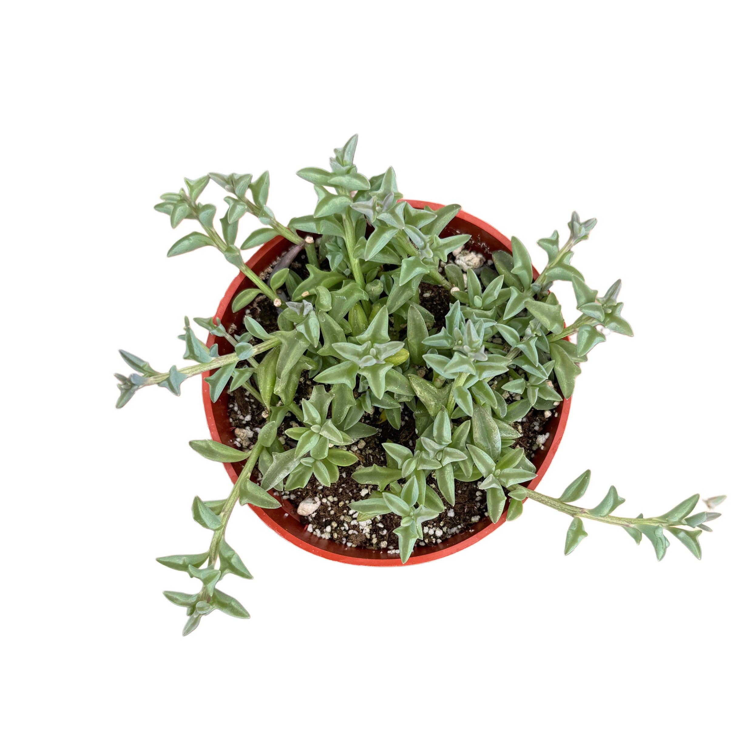 String of Dolphins | 4 inch | Senecio peregrinus: 4 inch