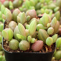 Senecio herreanus - String of Watermelons