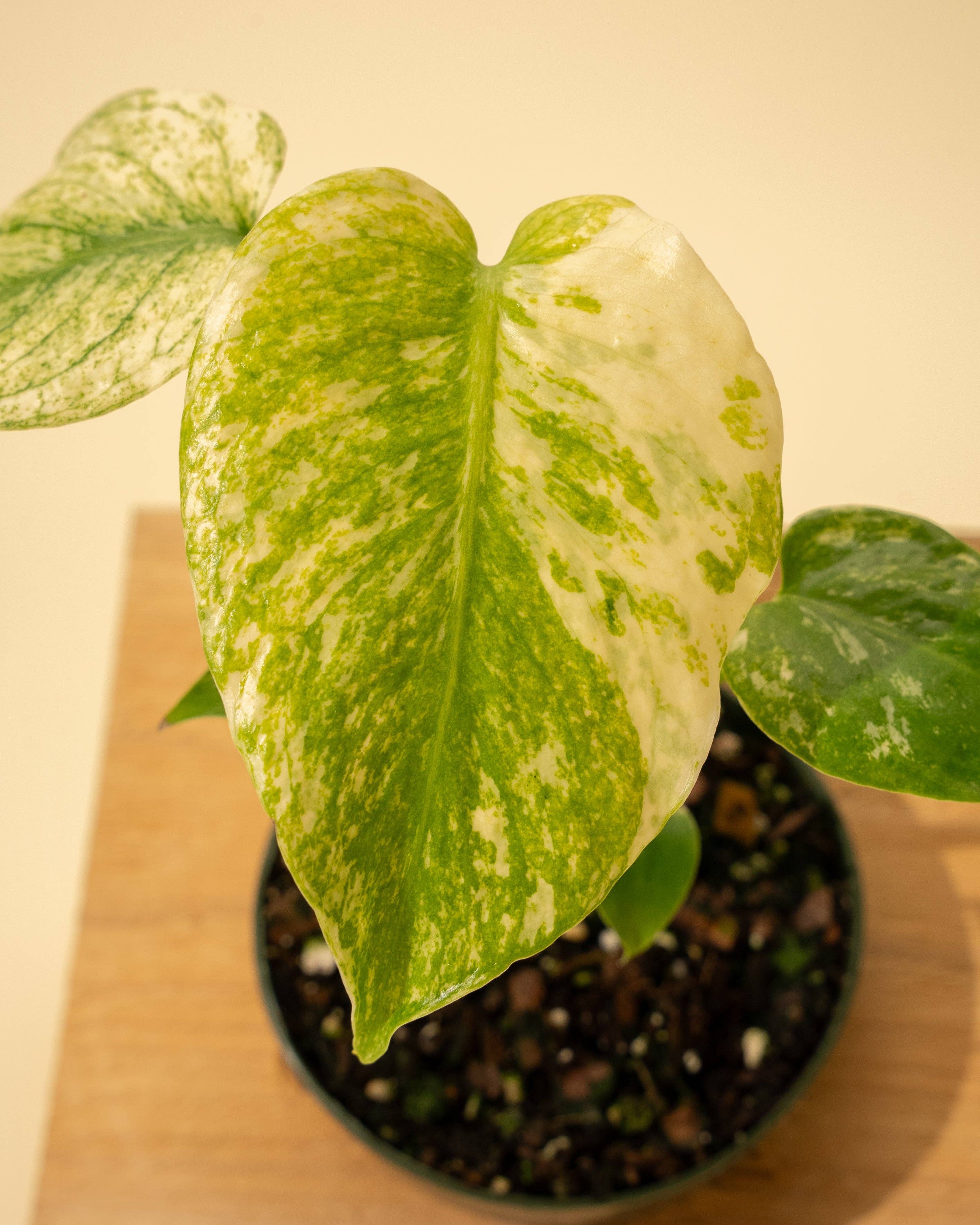 4" Monstera 'Mint'