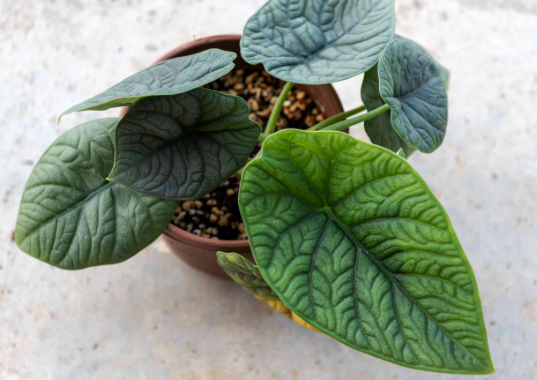 Alocasia Melo 3" starter
