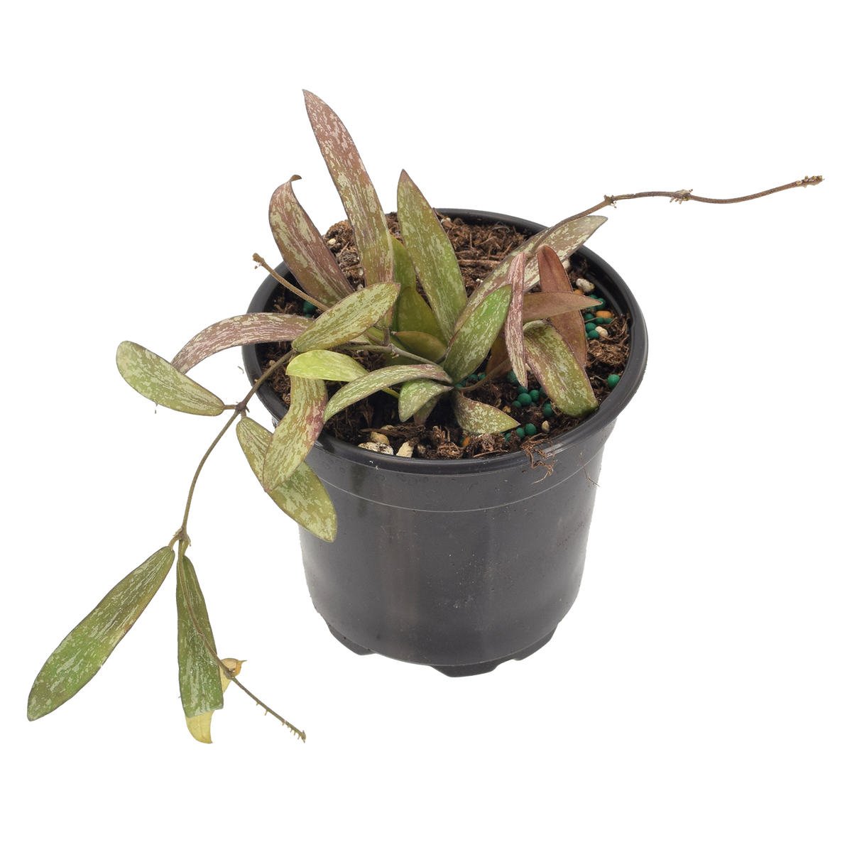 Hoya Sigillatis 4 inch Grower Pot