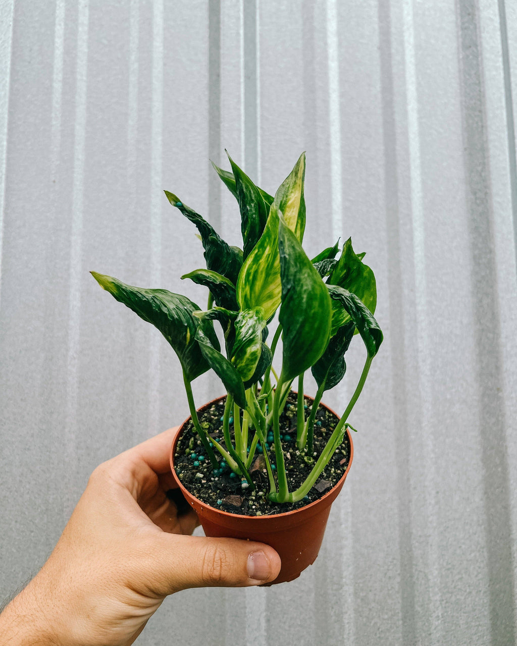 4" Epipremnum 'Shangri La'