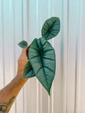 4" Alocasia 'Platinum'