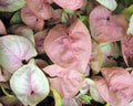 Syngonium Neon Robusta 3" starter