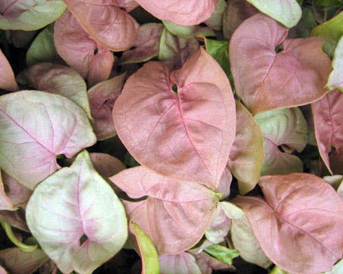 Syngonium Neon Robusta 3" starter
