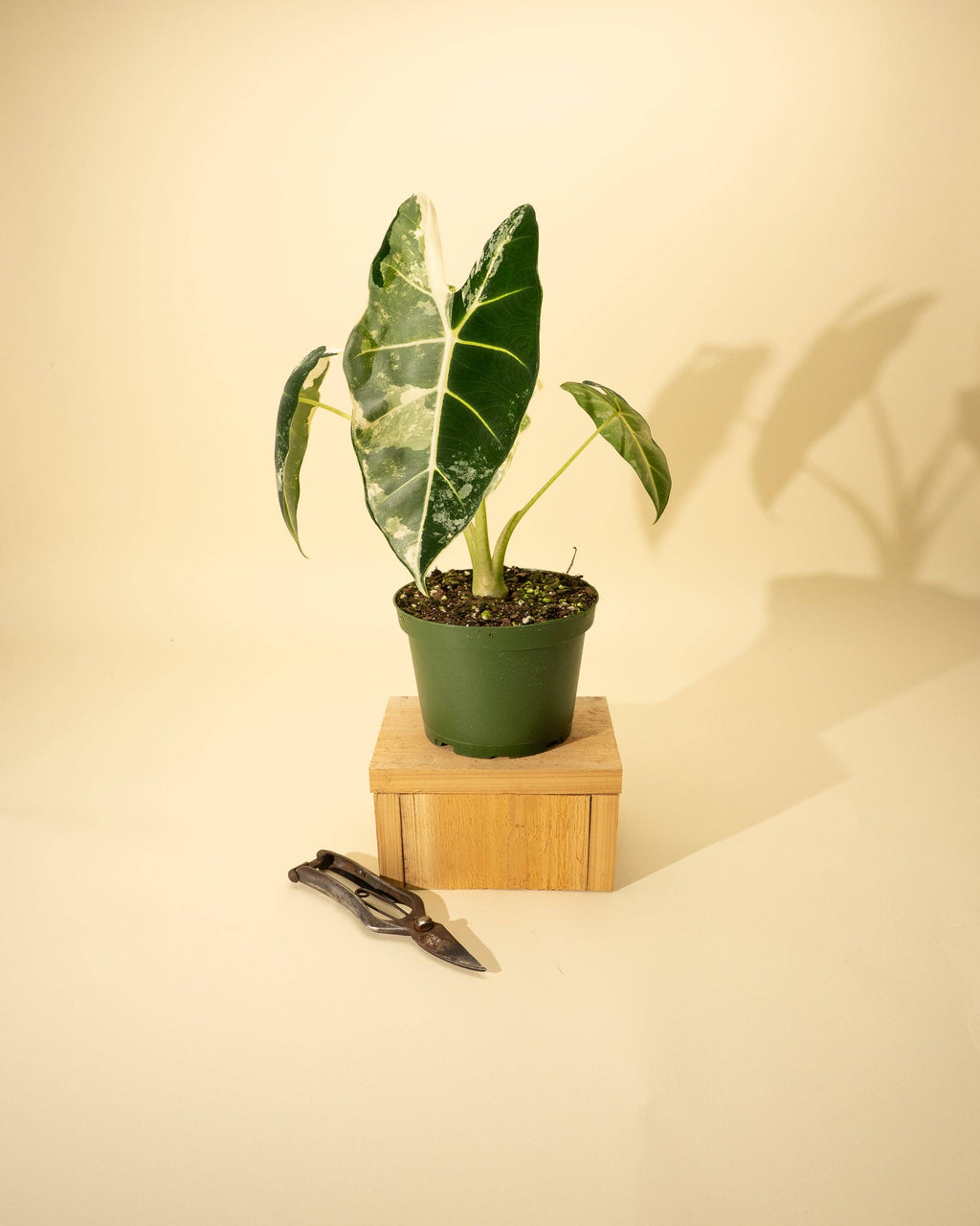 6" Variegated Alocasia 'Frydek'