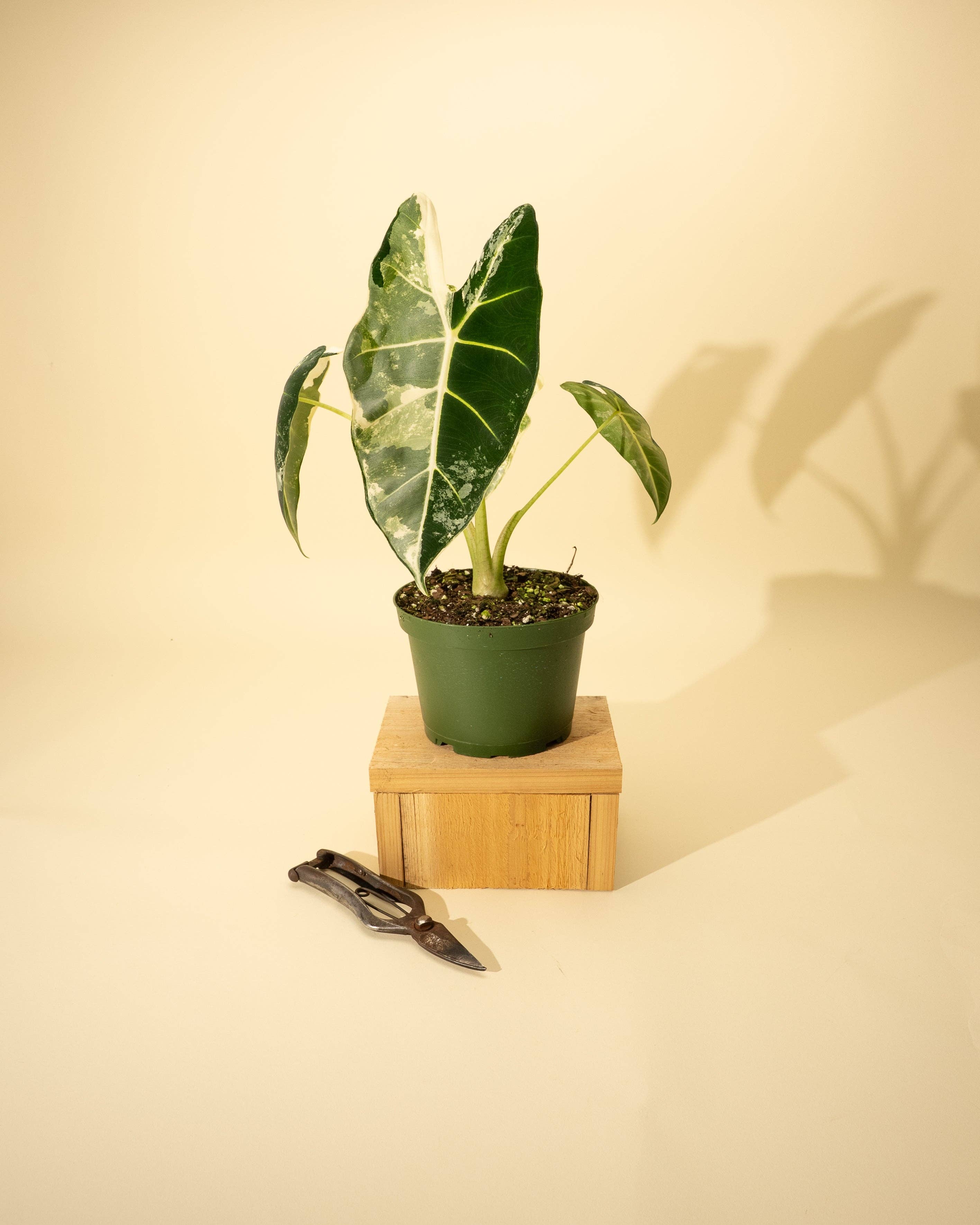6" Variegated Alocasia 'Frydek'