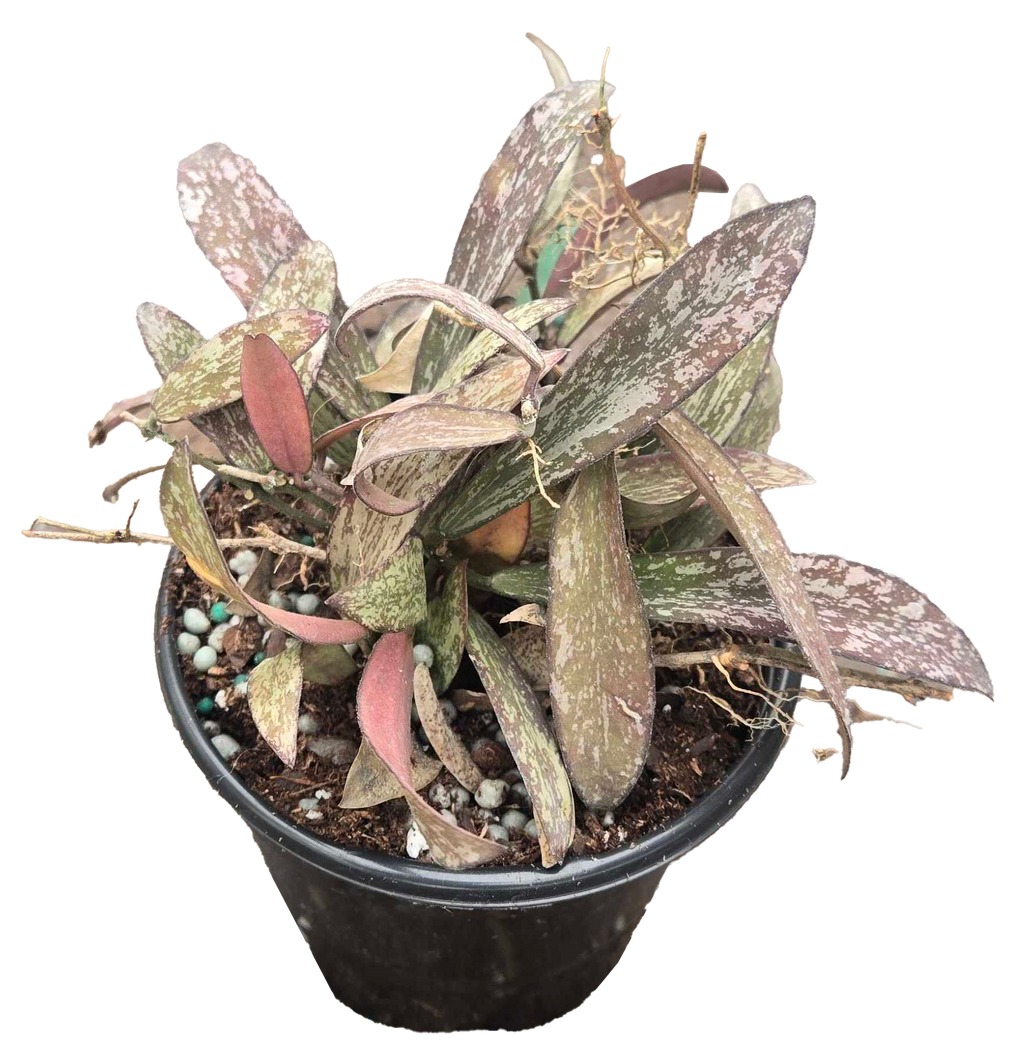 Hoya Sigillatis 4 inch Grower Pot