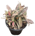 Hoya Sigillatis 4 inch Grower Pot