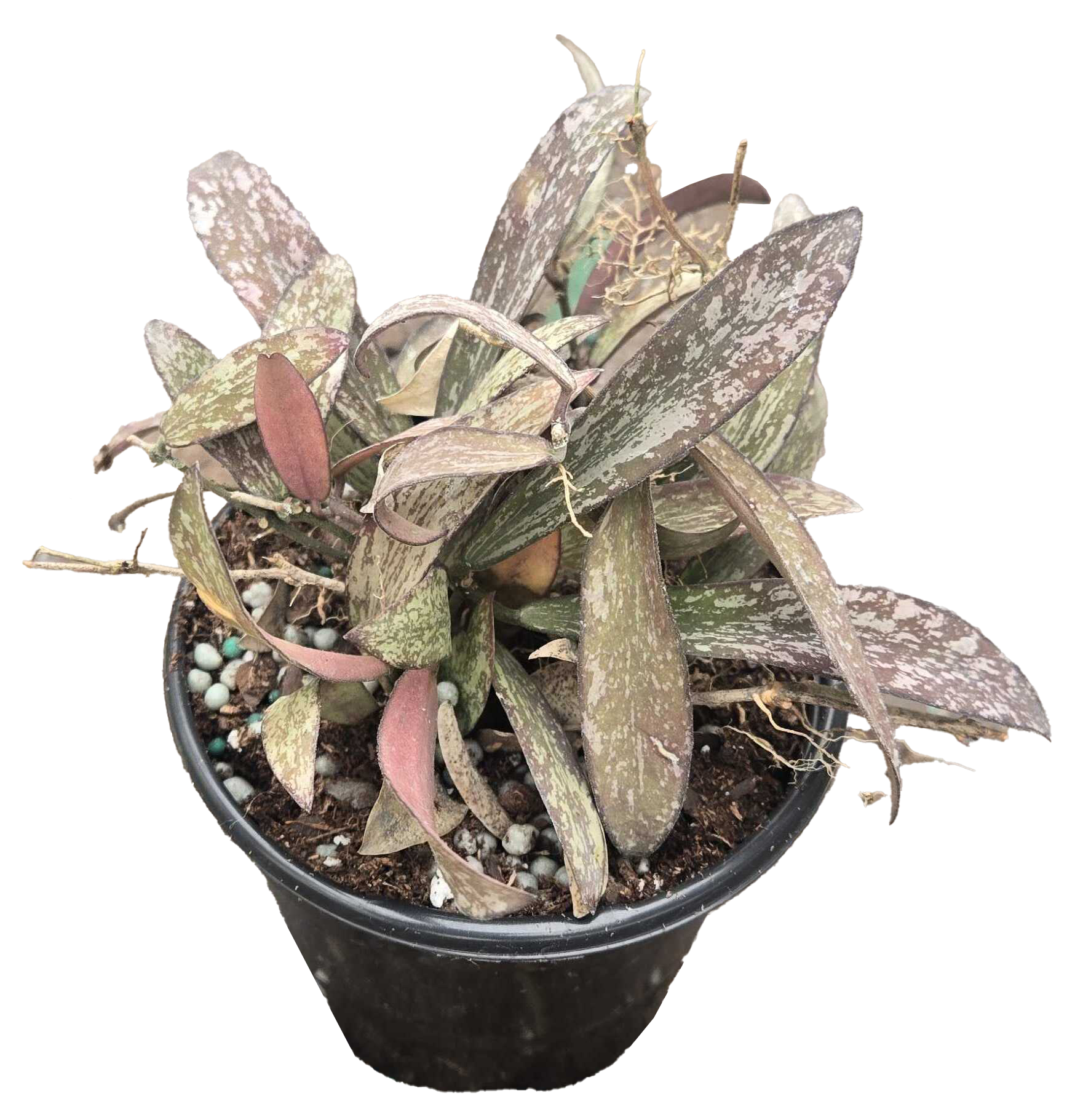 Hoya Sigillatis 4 inch Grower Pot