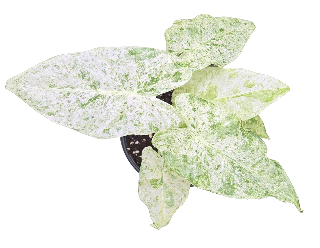 Alocasia Odora Batik Variegated 4 inch Grower Pot