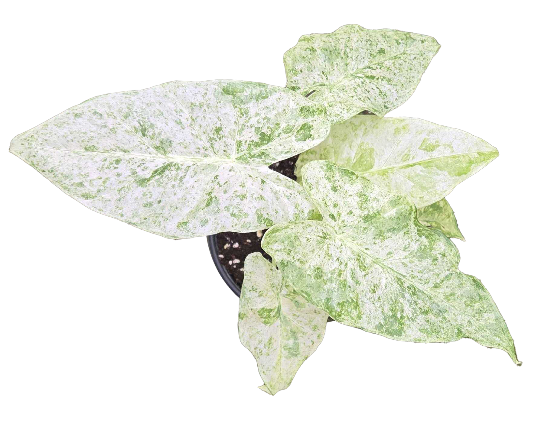 Alocasia Odora Batik Variegated 4 inch Grower Pot