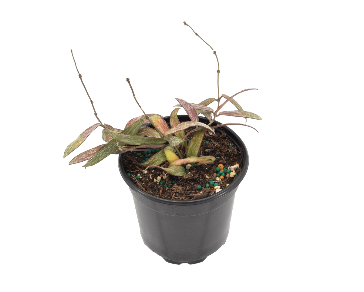 Hoya Sigillatis 4 inch Grower Pot