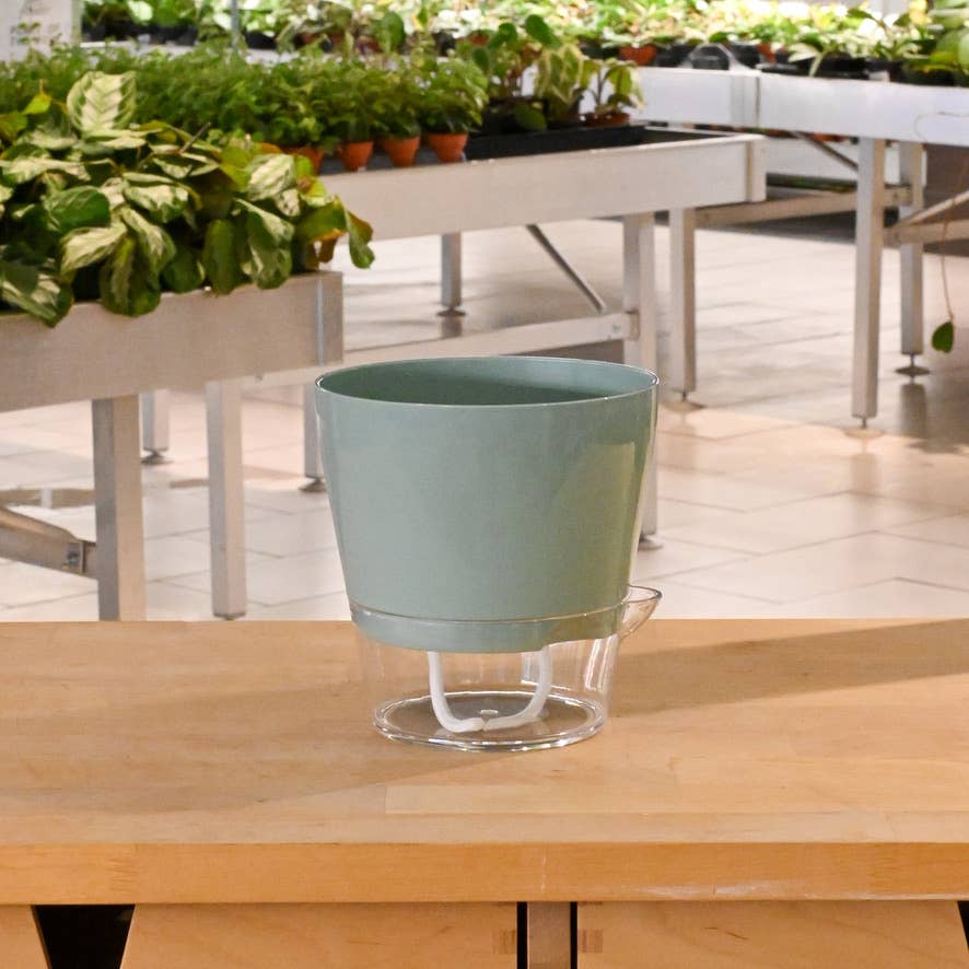 Padua Self-Watering Planter 6"