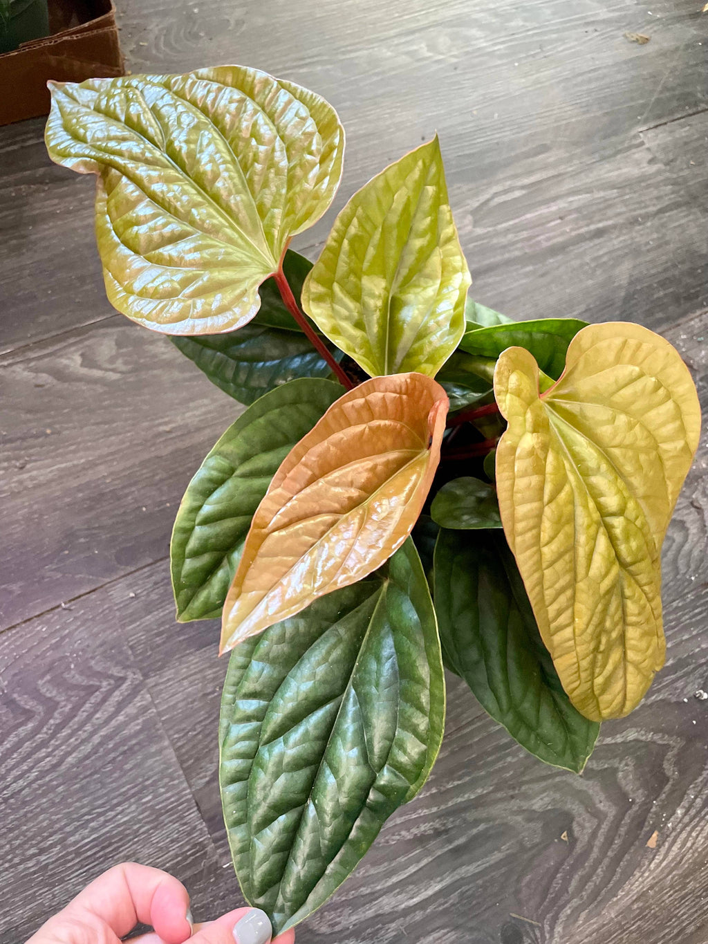 Anthurium Radicans X Luxurians 3" starter