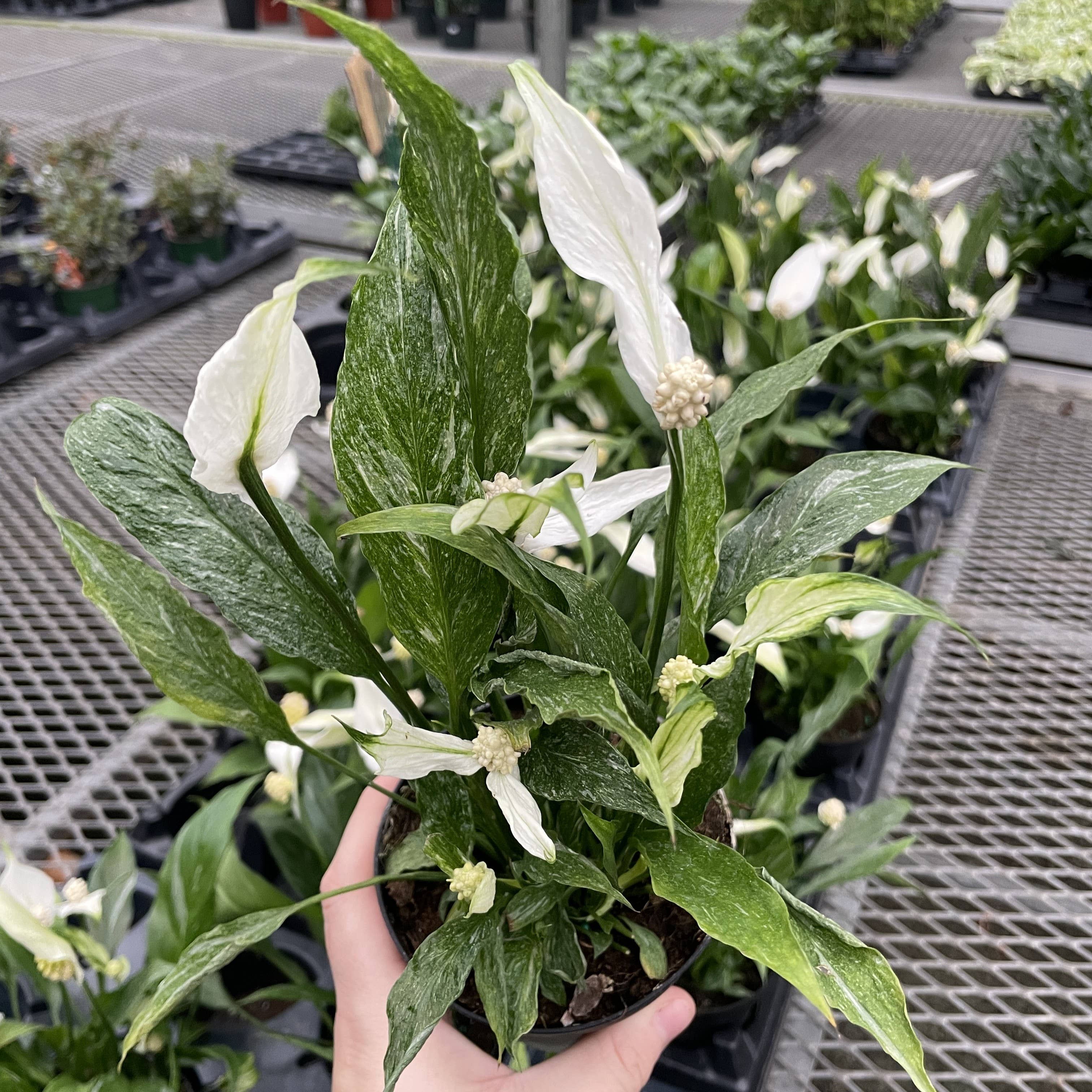 Variegated Peace Lily 'Domino' -4" Pot