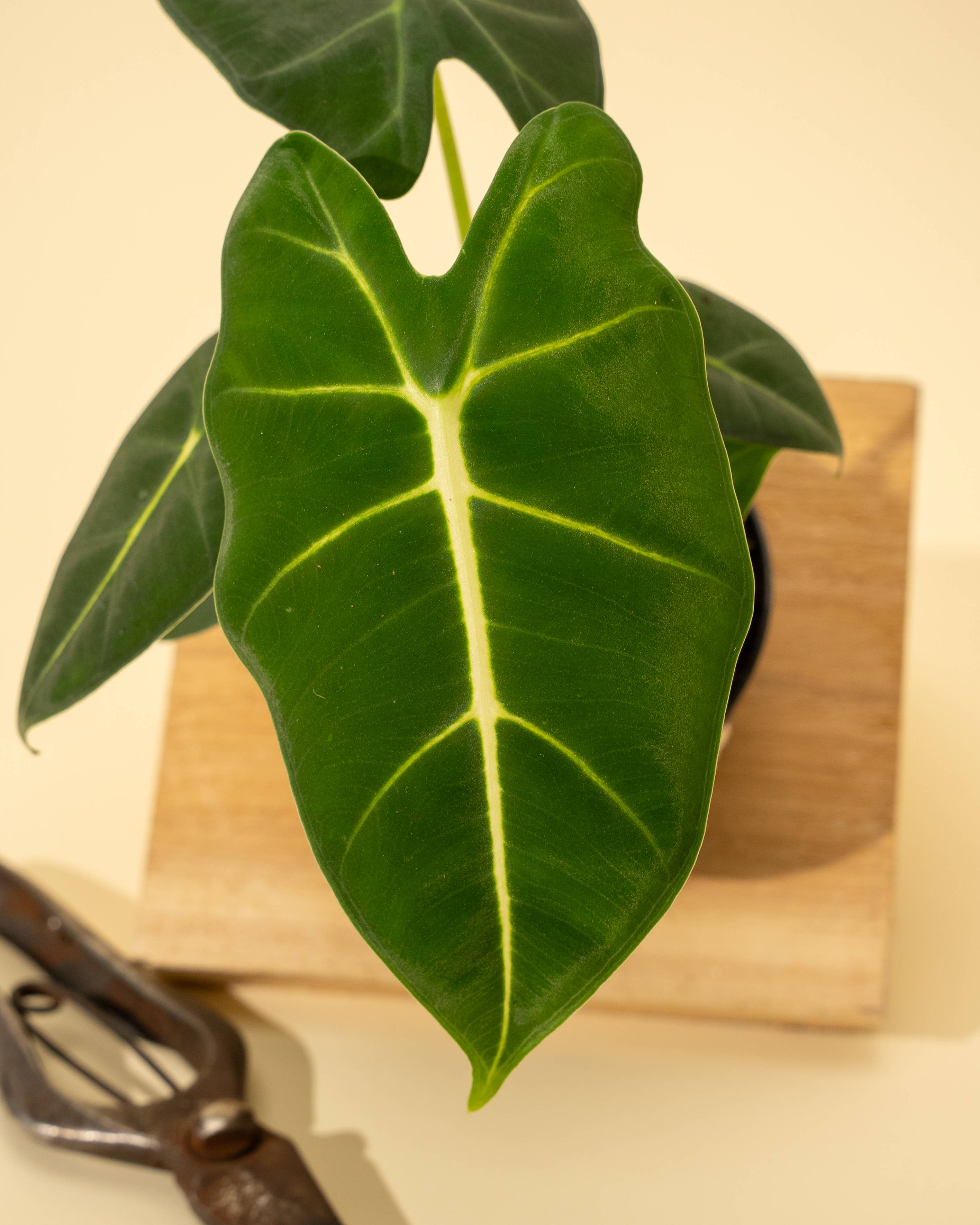 4" Alocasia 'Frydek'