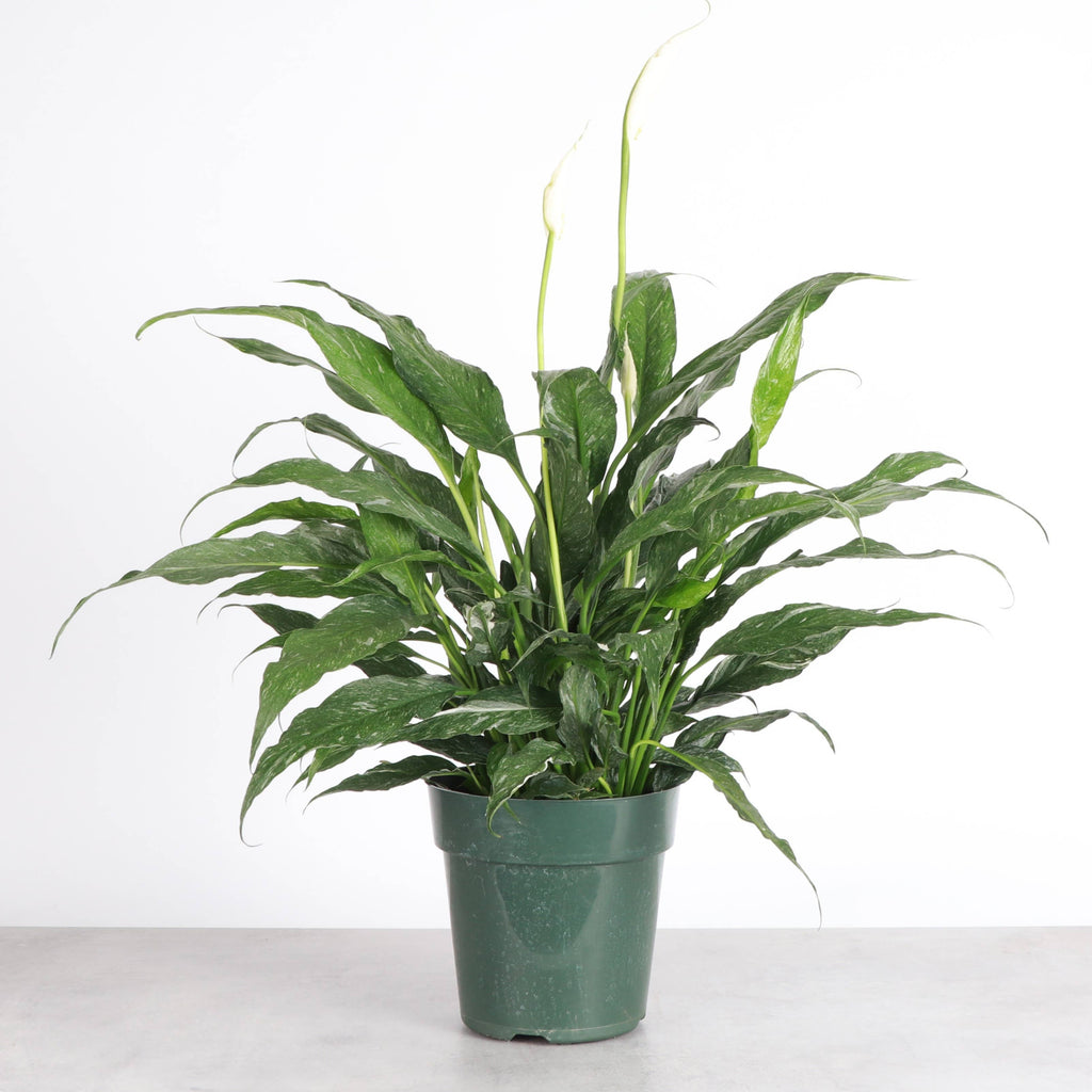 Variegated Peace Lily 'Domino' -4" Pot