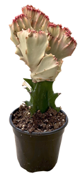 Mermaid Tail Pink Cactus 4 inch  Grow Pot