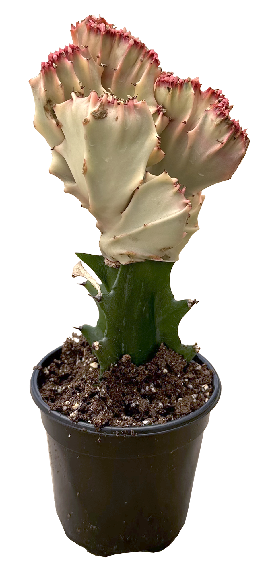 Mermaid Tail Pink Cactus 4 inch  Grow Pot