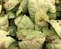 Syngonium Milk Confetti (Fiesta) Houseplant – 3" Pot