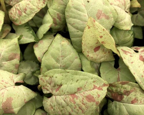 Syngonium Milk Confetti (Fiesta) Houseplant – 3" Pot