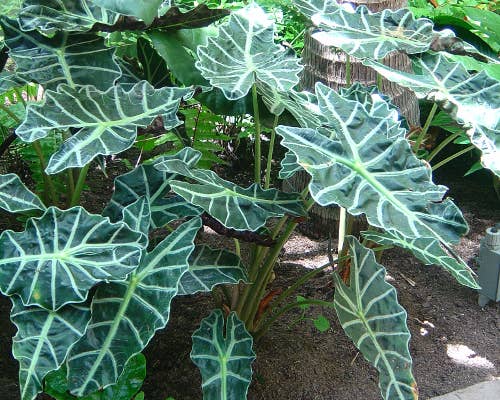 Alocasia Polly 3" starter