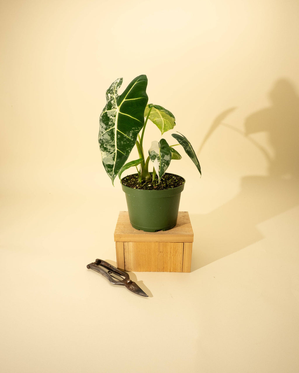 6" Variegated Alocasia 'Frydek'
